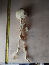 Cyclops Fetal Skeleton Resin Replica - Curiosity Macabre Goth Prop Cryptid