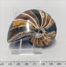 Really attractive polished  nautilus fossil from the Jurassic Period. Madagascar