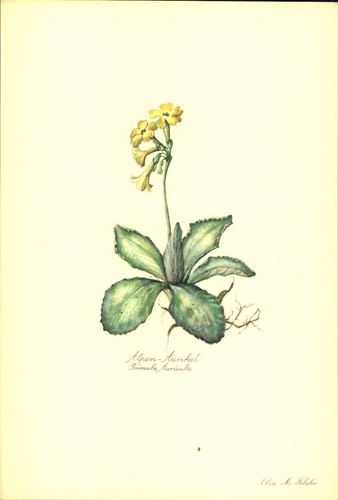 Alps auricle primula - alps,