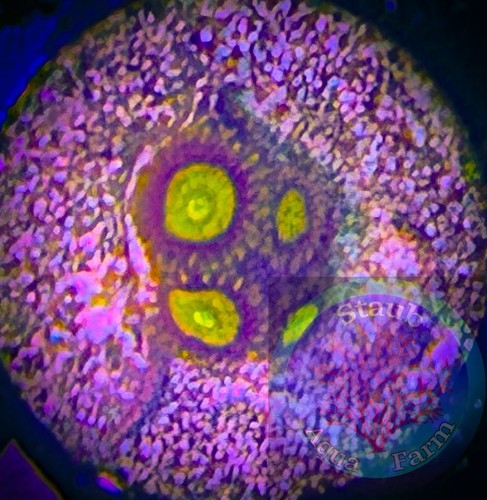 Saf king midas zoanthid - saf~king,