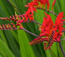 Crocosmia - Late Summer