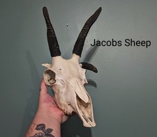 Jacobs Ram Skulls, Skulls