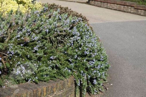 Rosmarinus officinalis - rosmarinus,