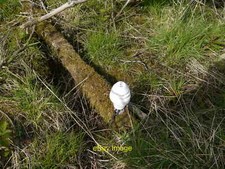 Photo 6x4 GPO Telephone Line Insulator Erskine Another remnant from the D c2012