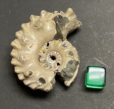 Pretty Fossil Euhoplitid