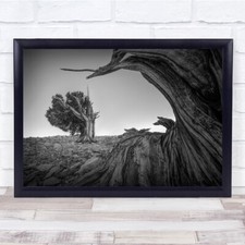 Landscape Black & White Tree Trunks in Dessert Wall Art Print