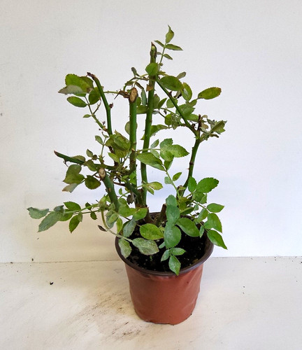 Rose pink potted plant - rose,