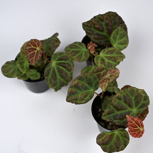 Begonia dracopelta sarawak - dracopelta,