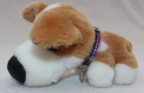 Welsh corgi the dog - corgi,