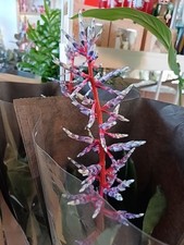 Aechmea Blue Rain in 12cm Pot