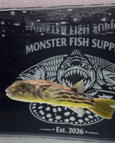 Freshwater fahaka puffer - 8”,