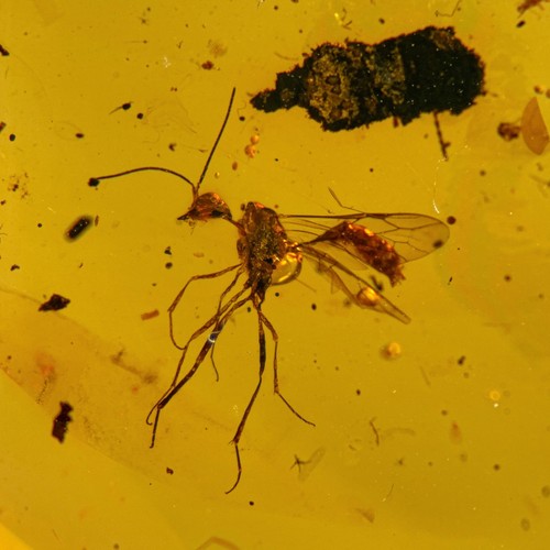 Wasp burmese burmite - wasp,