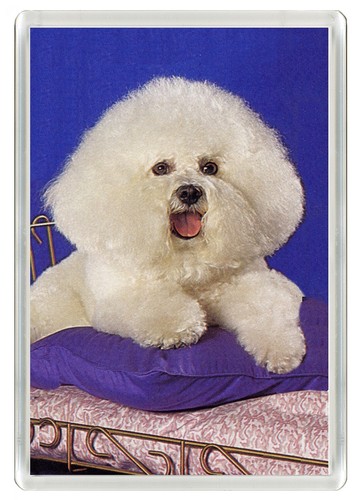 Bichon frise dog fridge - frise,