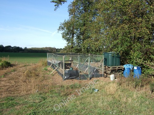 Photo 6x4 pheasant rearing - pheasant,