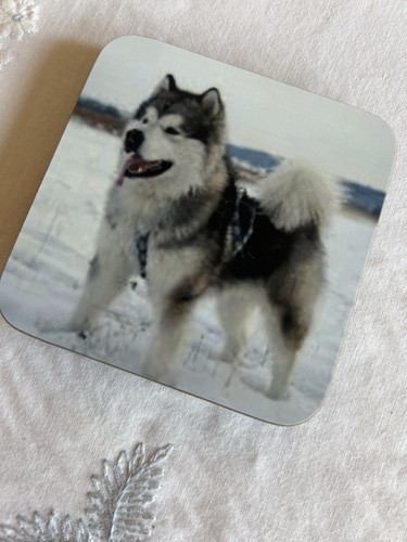 Set alaskan husky - set, dog