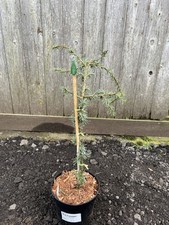 Cedrus libani 'Blue Fountain'