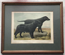 Beautiful Antique Flat Coated Retriever & Curly Coated Retriever Framed Mounted
