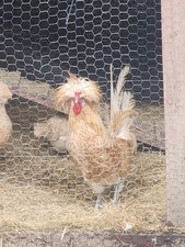 Quality buff laced polish - laced,