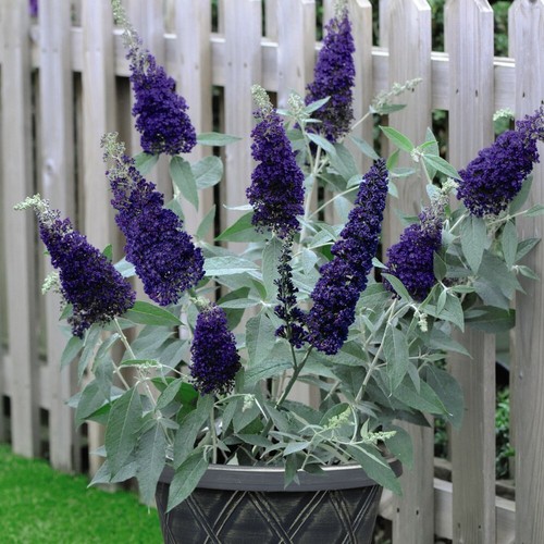 Buddleja buzz indigo - t&m,