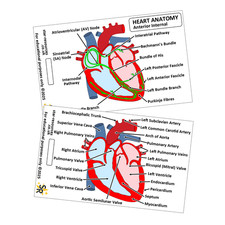 Heart Anatomy ID Badge Card |
