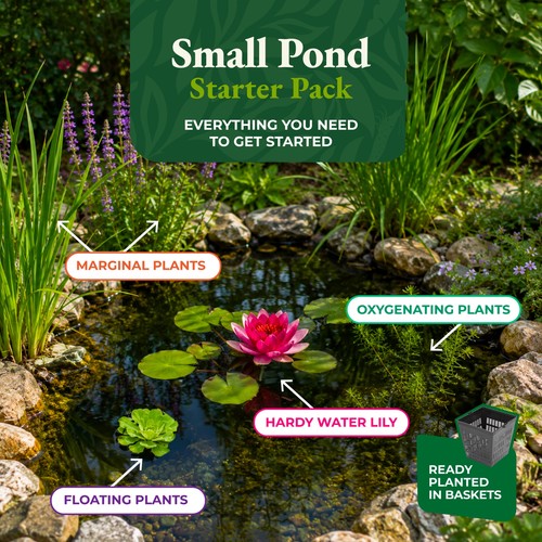 Small pond starter - starter, |