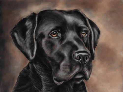 Black labrador picture - labrador, artwork