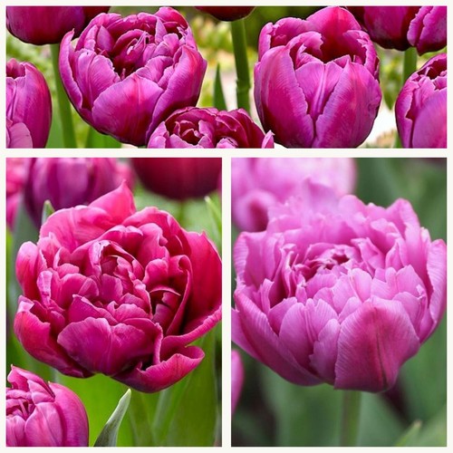 Double early tulip margarita - double,