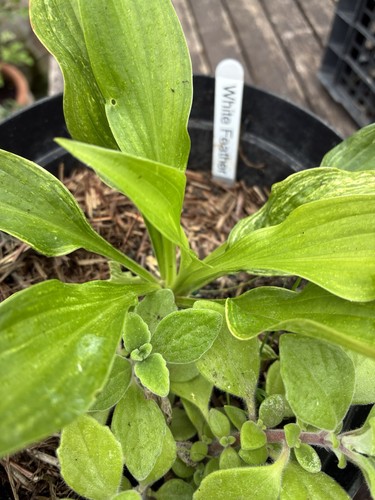 Hosta