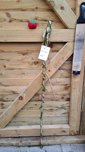 Twisted twisty wood hazel - twisty,