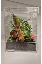 Praying mantis enclosures - 2,