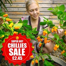 Sale lemon habanero chilli - lemon,