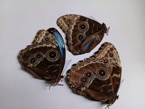 Morpho helenor - 3, a1-