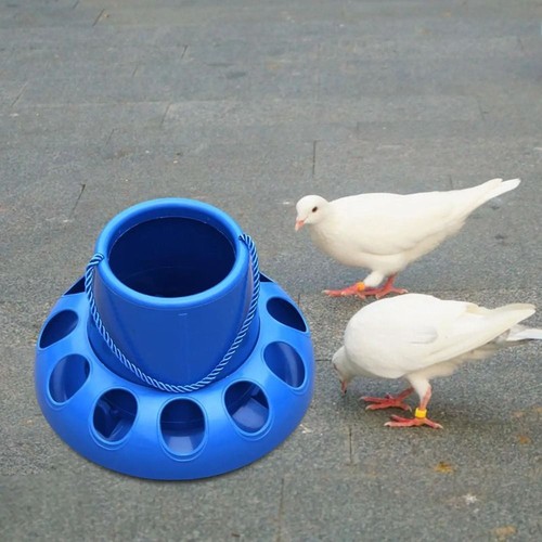 Chicken feeder poultry - chicken,