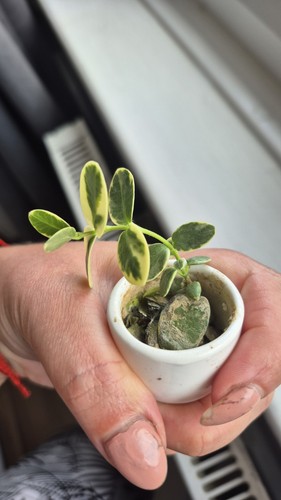Hoya cumingiana albo rare - hoya,