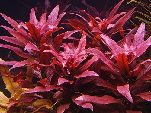 Stems ludwigia perennis - stems,
