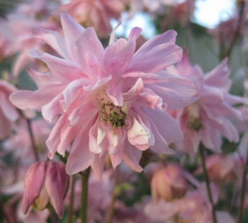 Aquilegia columbine rose - aquilegia,
