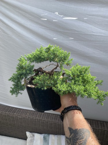 Juniper bonsai starter - starter, tree
