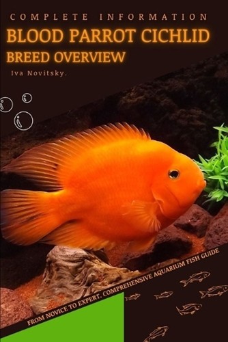 Blood parrot cichlid - cichlid:, from