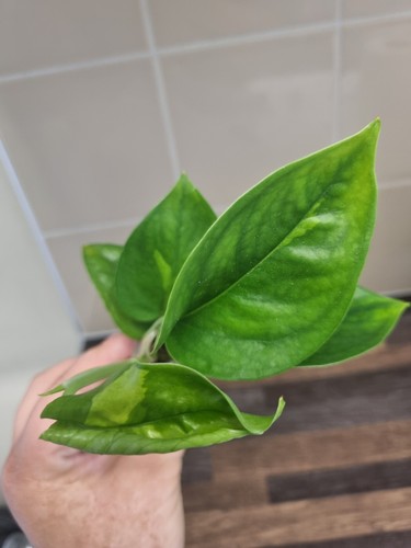 Rare epipremnum aureum - epipremnum,