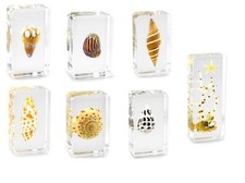 Real sea snail shells molluscs - real,