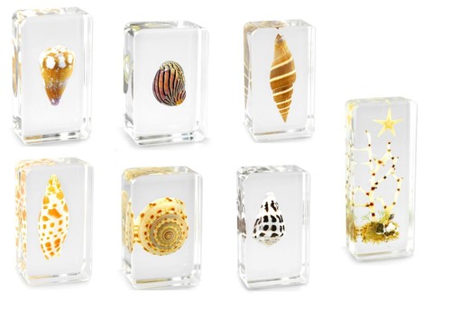 Real sea snail shells - real, molluscs