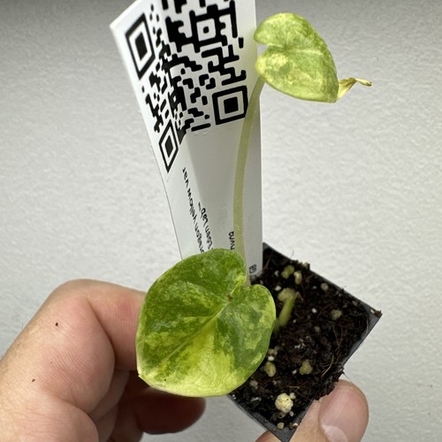 Alocasia silver dragon aurea - silver,