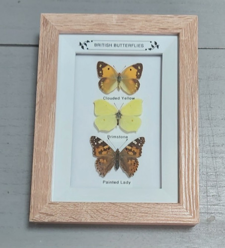 Taxidermy real framed - framed, british