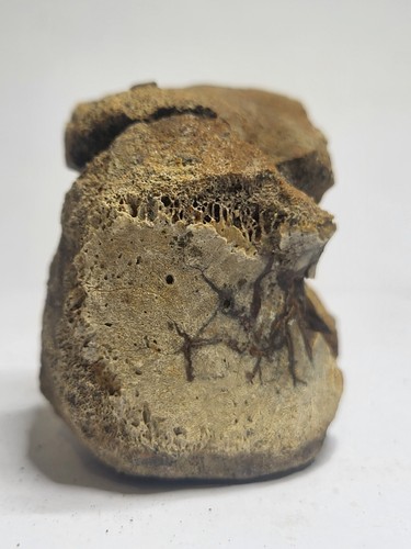 Large triceratops caudal - triceratops,