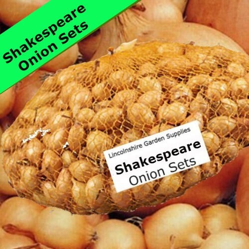 Autumn planting onion sets - autumn,