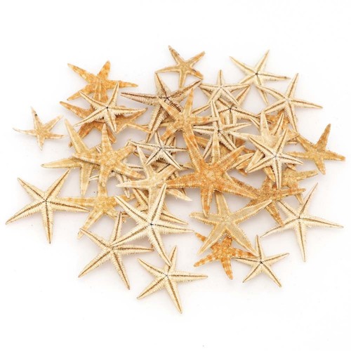 Small sized starfish - small,