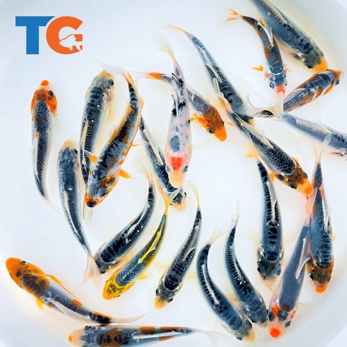 Calico blue koi fish for - blue,