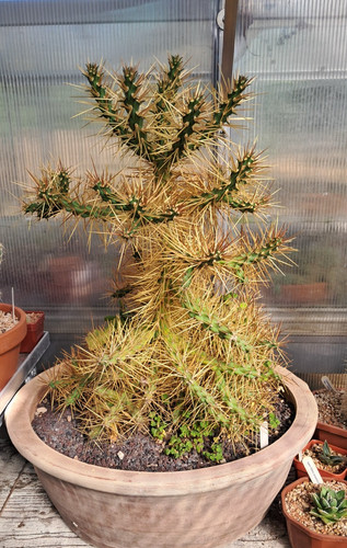 Cylindropuntia hystrix