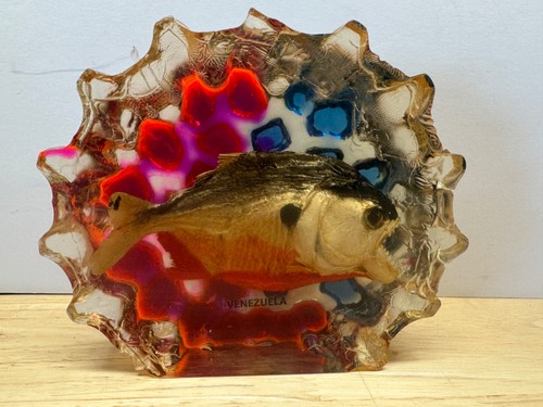 Vintage piranha fish taxidermy - fish,