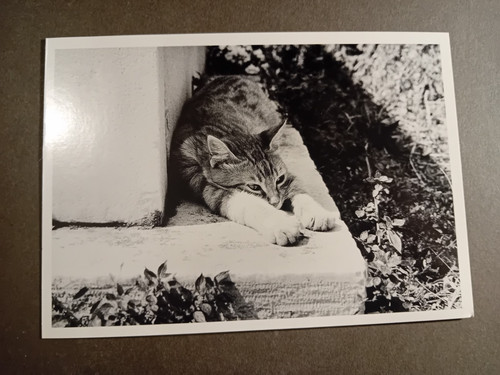 Postcard cat black and - black,